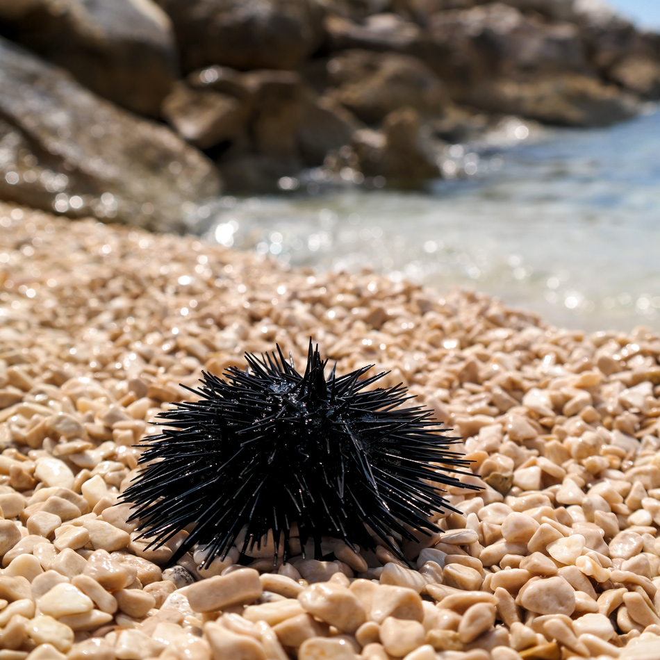 Einer von vielen, süßen Seeigeln Urlaub in Corona Zeiten: Ist das überhaupt möglich? Na klar! Bloggerin Franny Fine entführt Euch ins malerische Kroatien. In der Nähe von Split hat sie ihren persönlichen Ruhepol gefunden | Hot Port Life & Style | Deutscher Lifestyle Blog