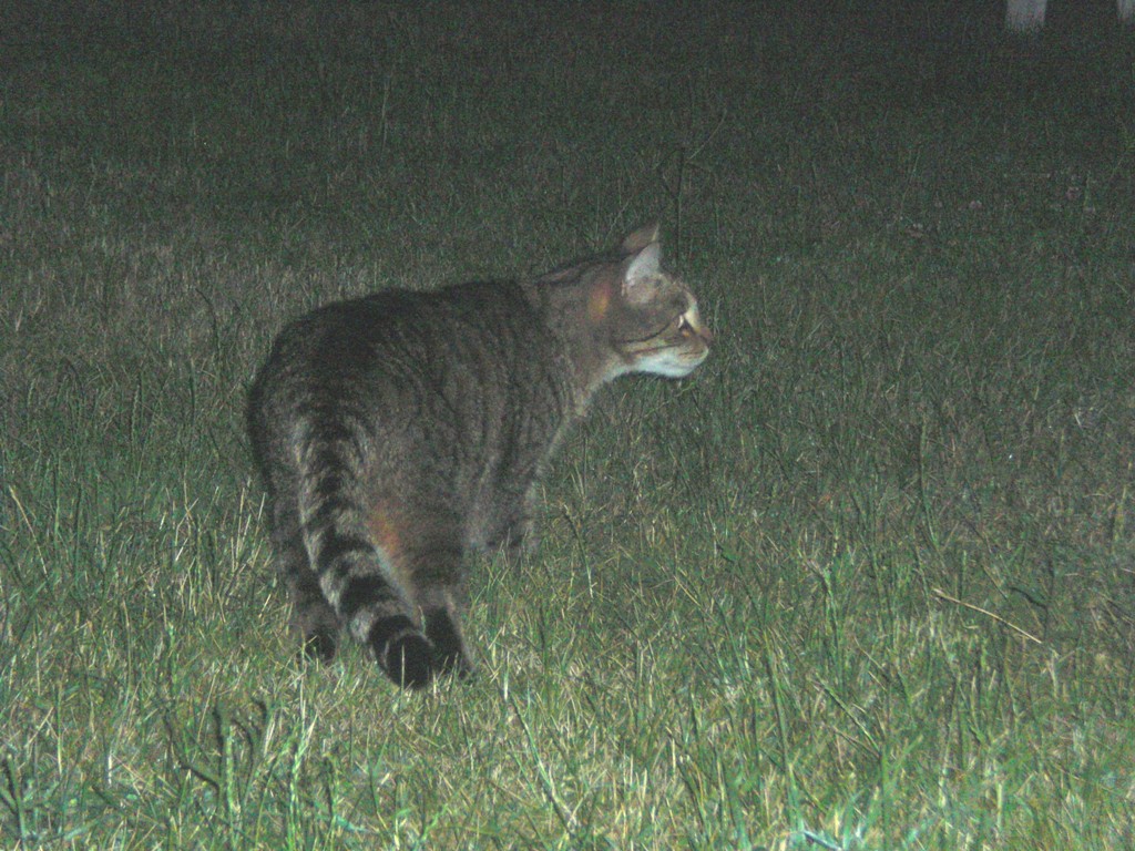 Leo auf Jagd,  Juni 2009