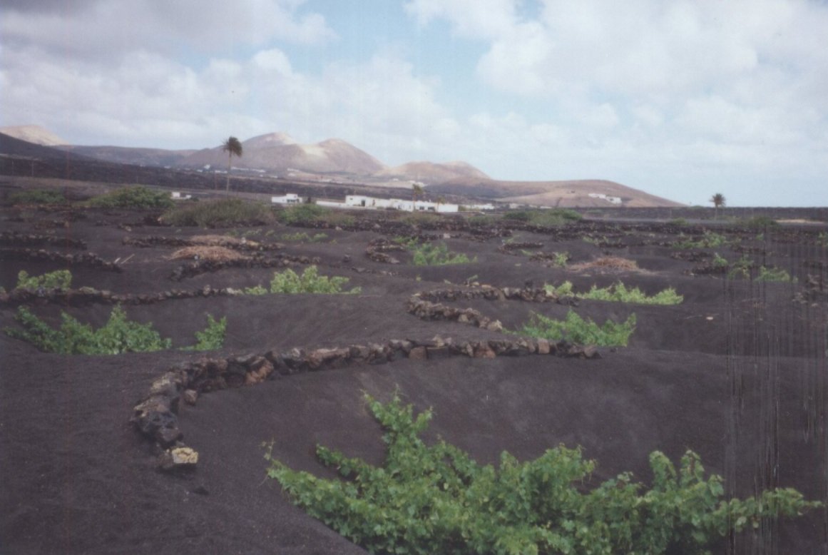 Lanzarote :  Weinanbau  La Geria