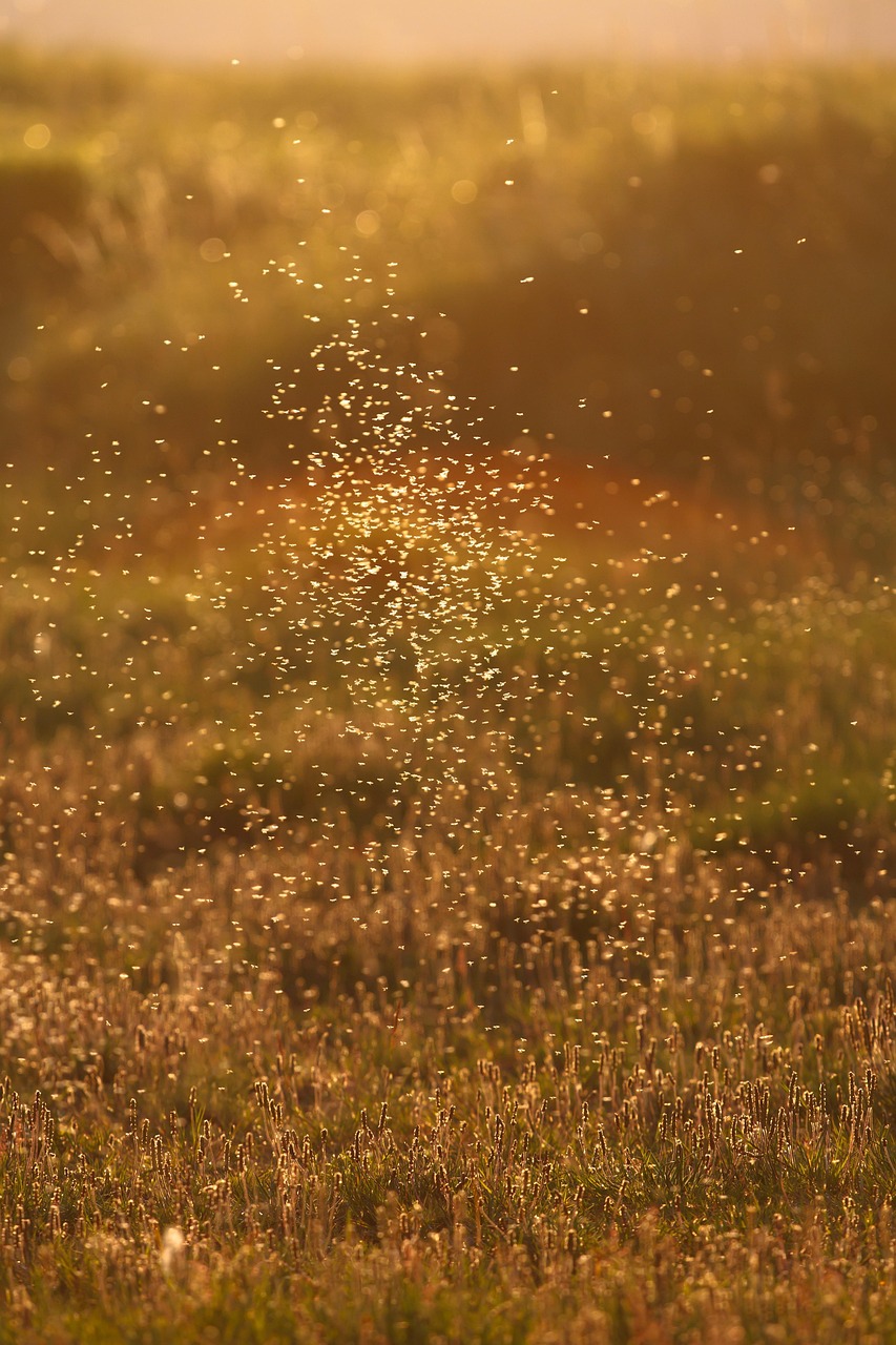 Mosquitoes in Lapland – how bad are they really? Benefits, protection, first aid