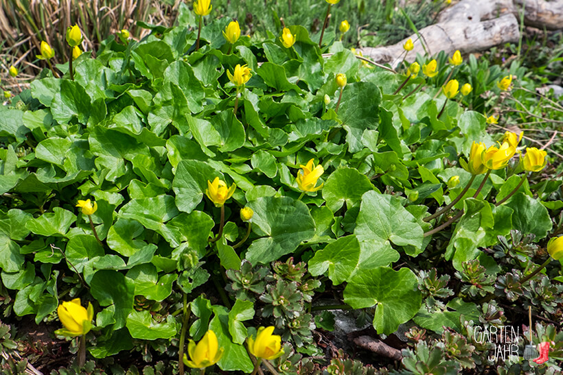 Scharbockskraut, auch Feigwurz oder Frühlings-Scharbockskraut genannt