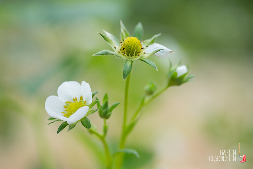 Erdbeerblüten