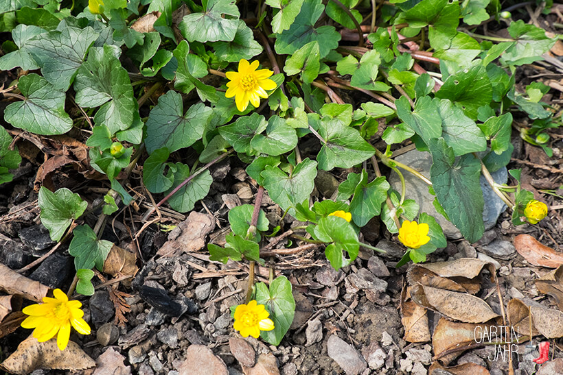Scharbockskraut, Blüten und Blätter