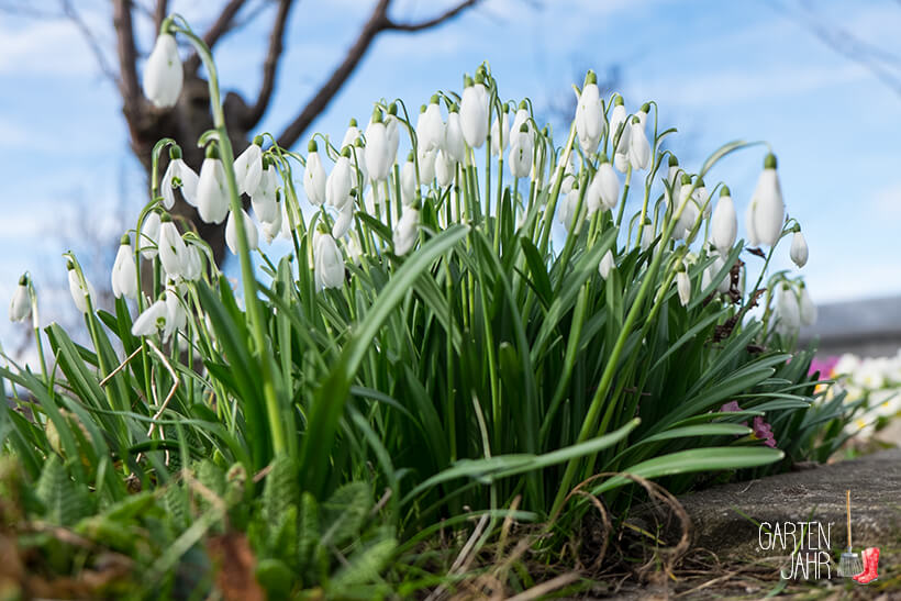 Frühlingserwachen im Garten - die Primeln sind schon da