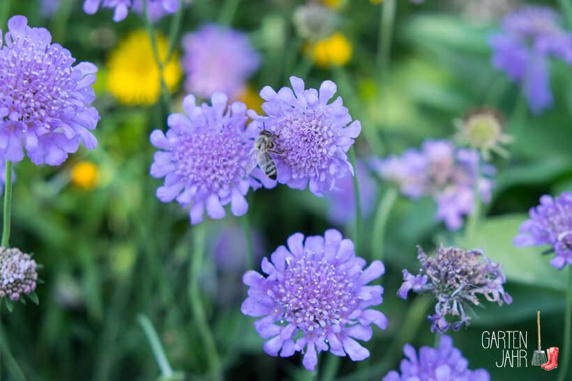Bienenweiden im Juni - Skabiose / Witwenblume