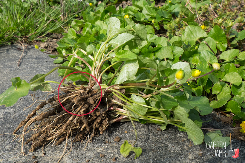 Scharbockskraut, Wurzel mit Brutknollen