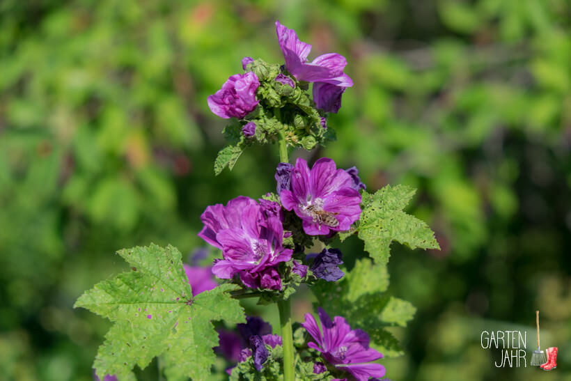 Wilde Malve - Malva sylvestris - Bienenweide im Juni