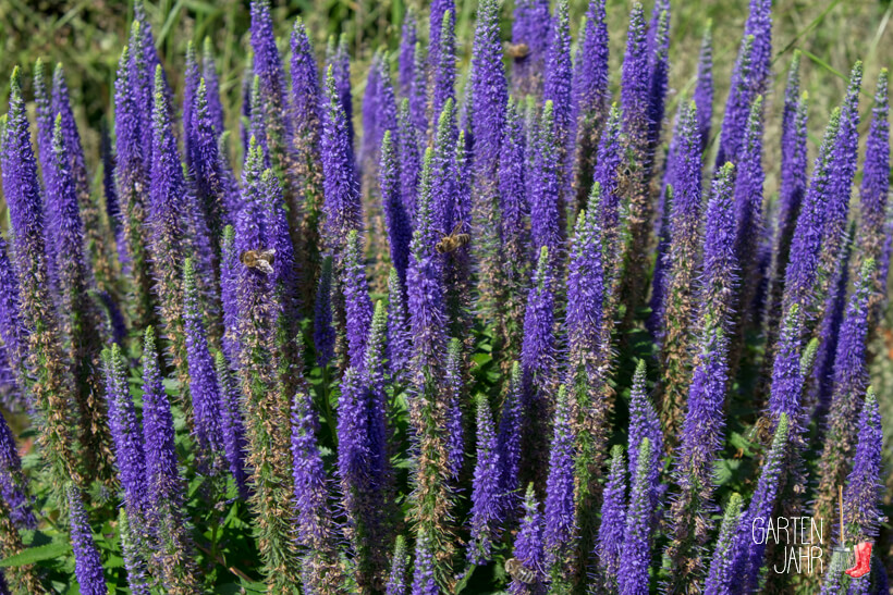 Ähriger Ehrenpreis - Veronica spicata - Bienenweide im Juni