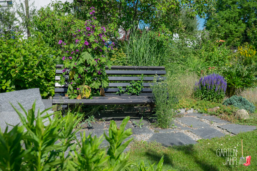 Wilde Malve - Malva sylvestris - Bienenweide im Juni