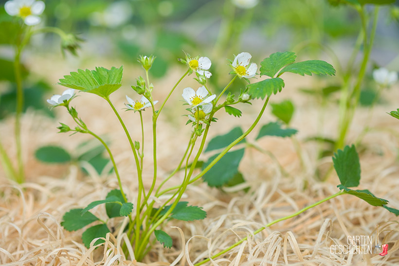 Junge Erdbeerpflanze mit Blüten