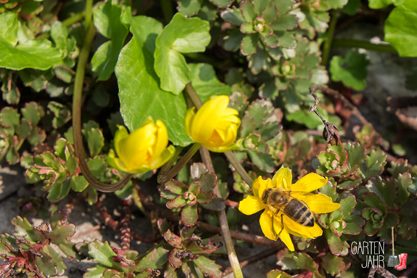 Wildbiene besucht die Blüte des Scharbockskrauts