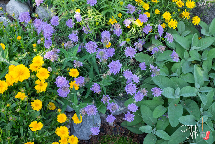 Skabiose -Witwenblume - Bienenweide im Juni