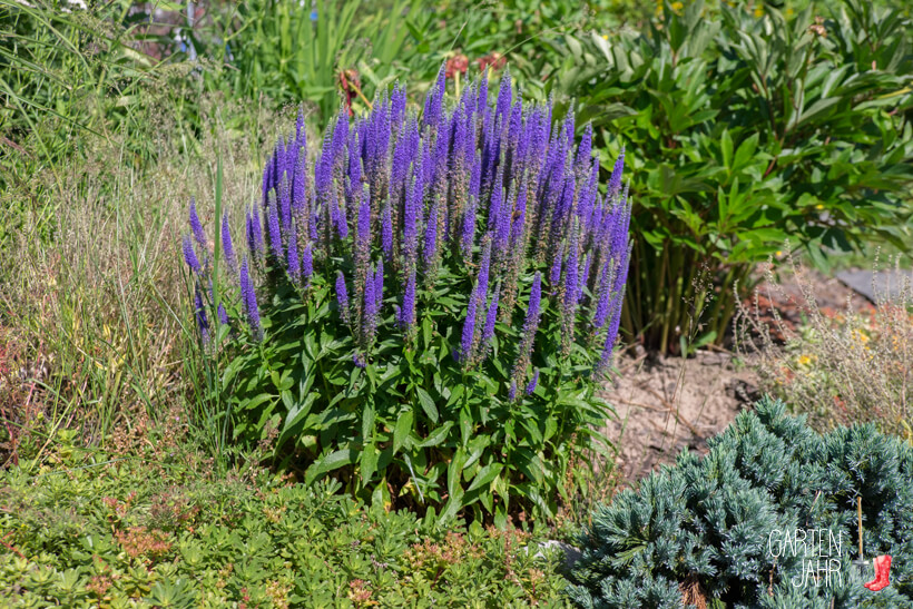 Ähriger Ehrenpreis - Veronica spicata - Bienenweide im Juni
