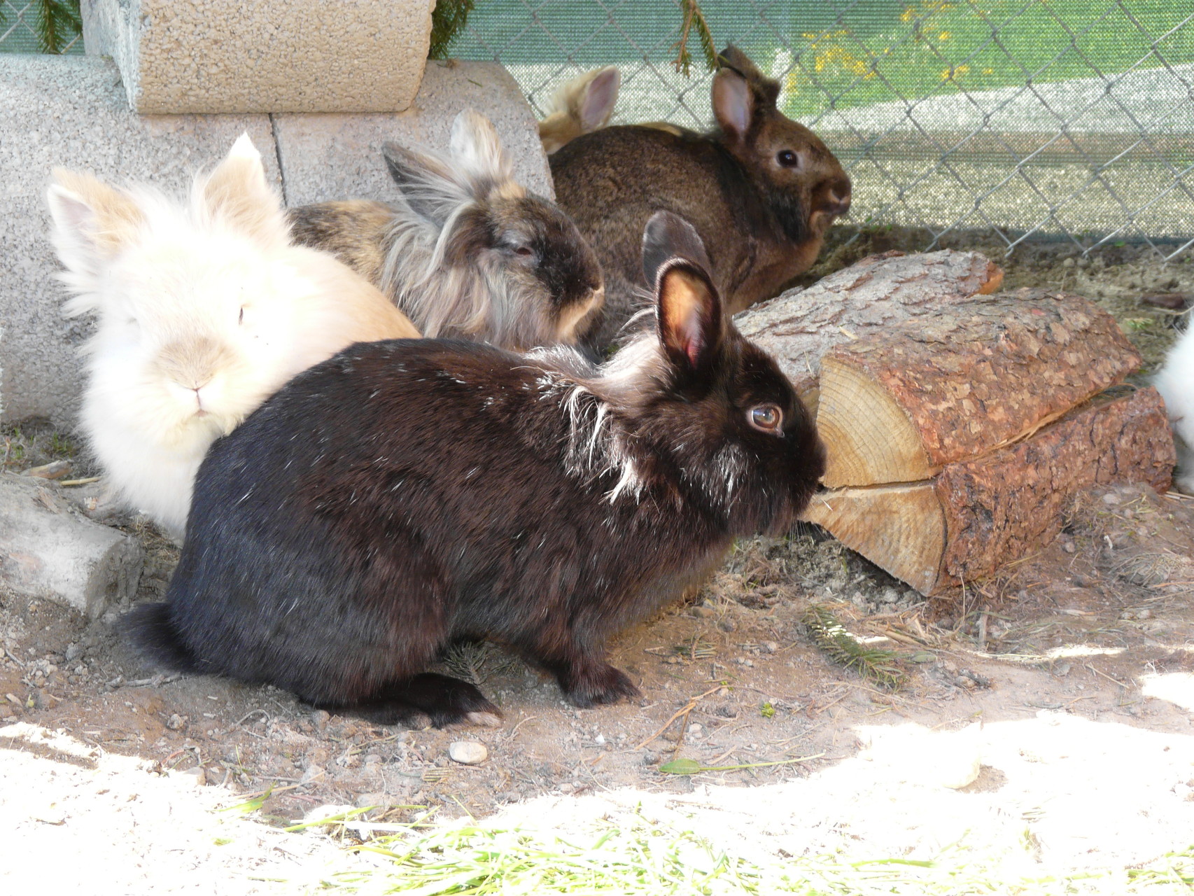 Our bunnies in the garden