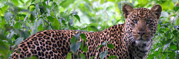 Leopard in the riverine forest at lake Elmenteita