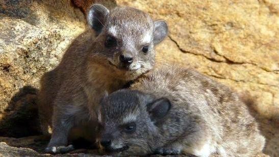 Rock Hyrax