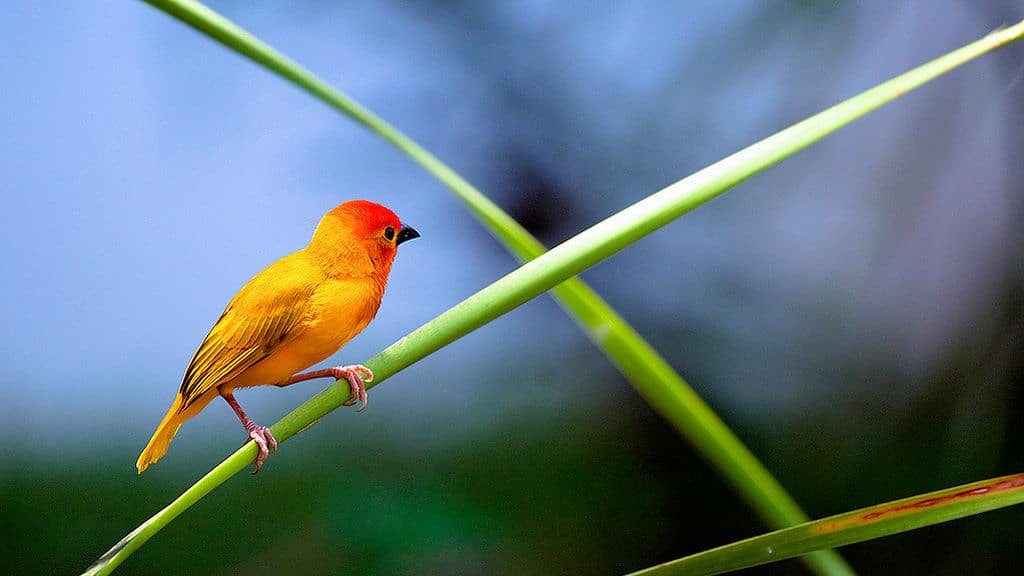 Golden Palm Weaver