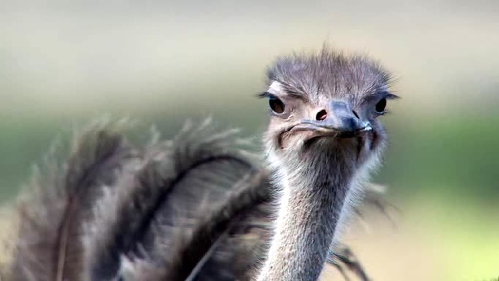 Ostrich