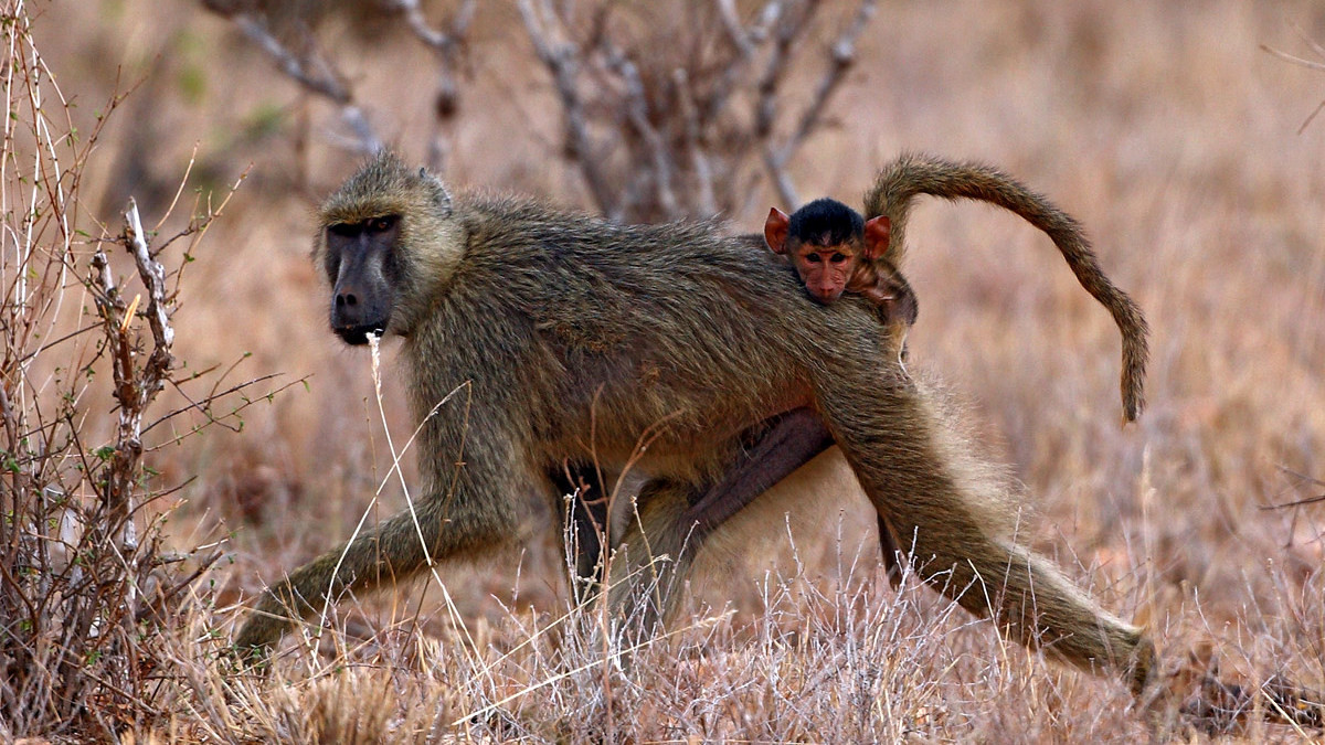 Baboons