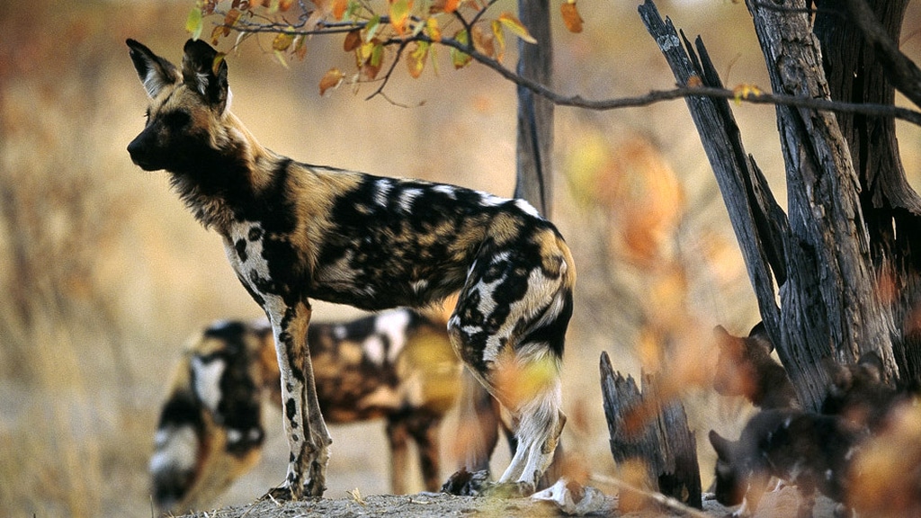 African Wild Dog