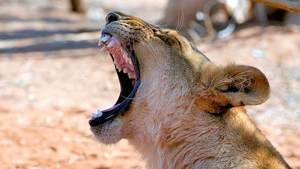 Lioness