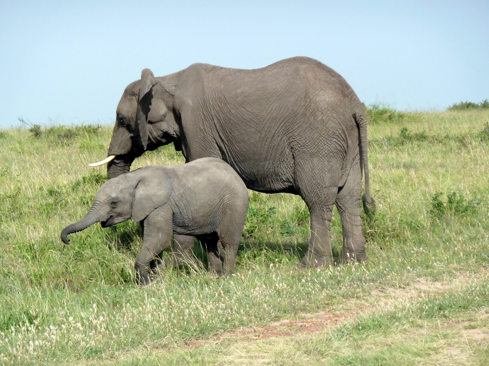 Elefante africano