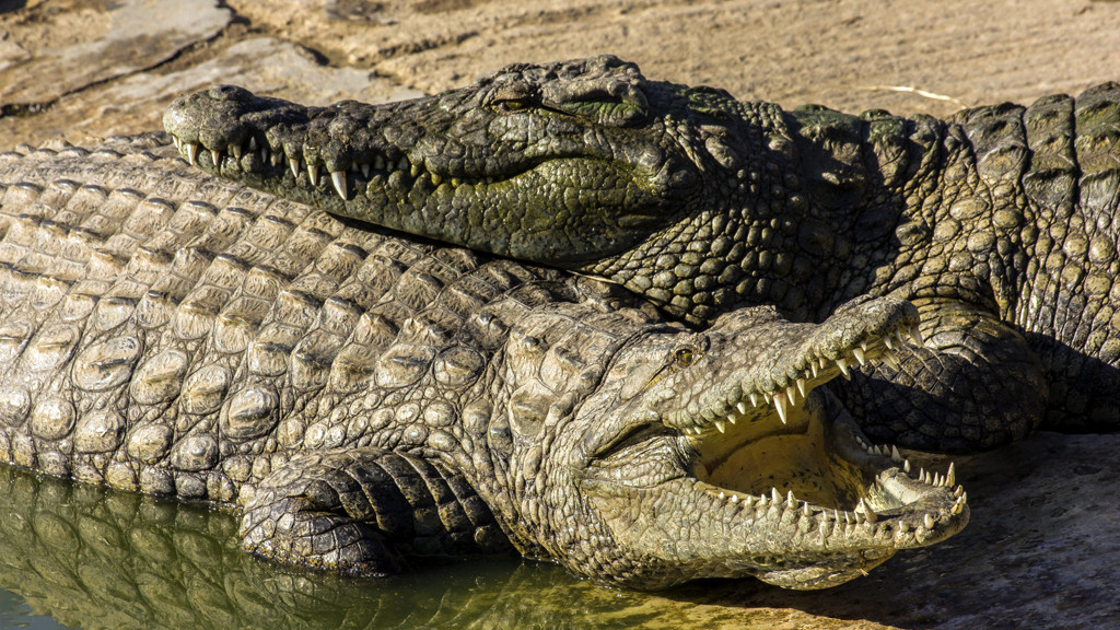 Nile Crocodiles