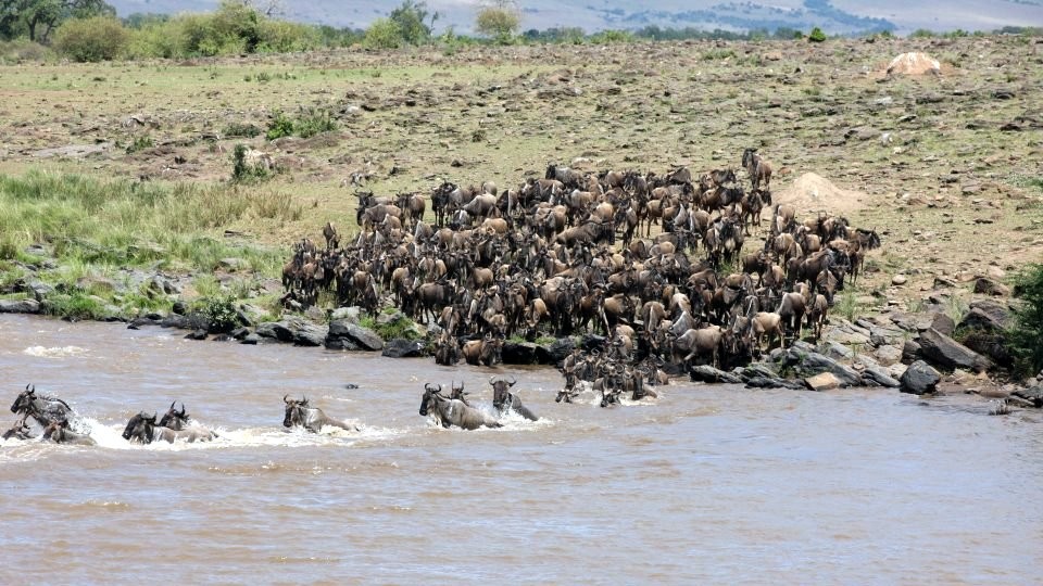 Gnus passing Mara River