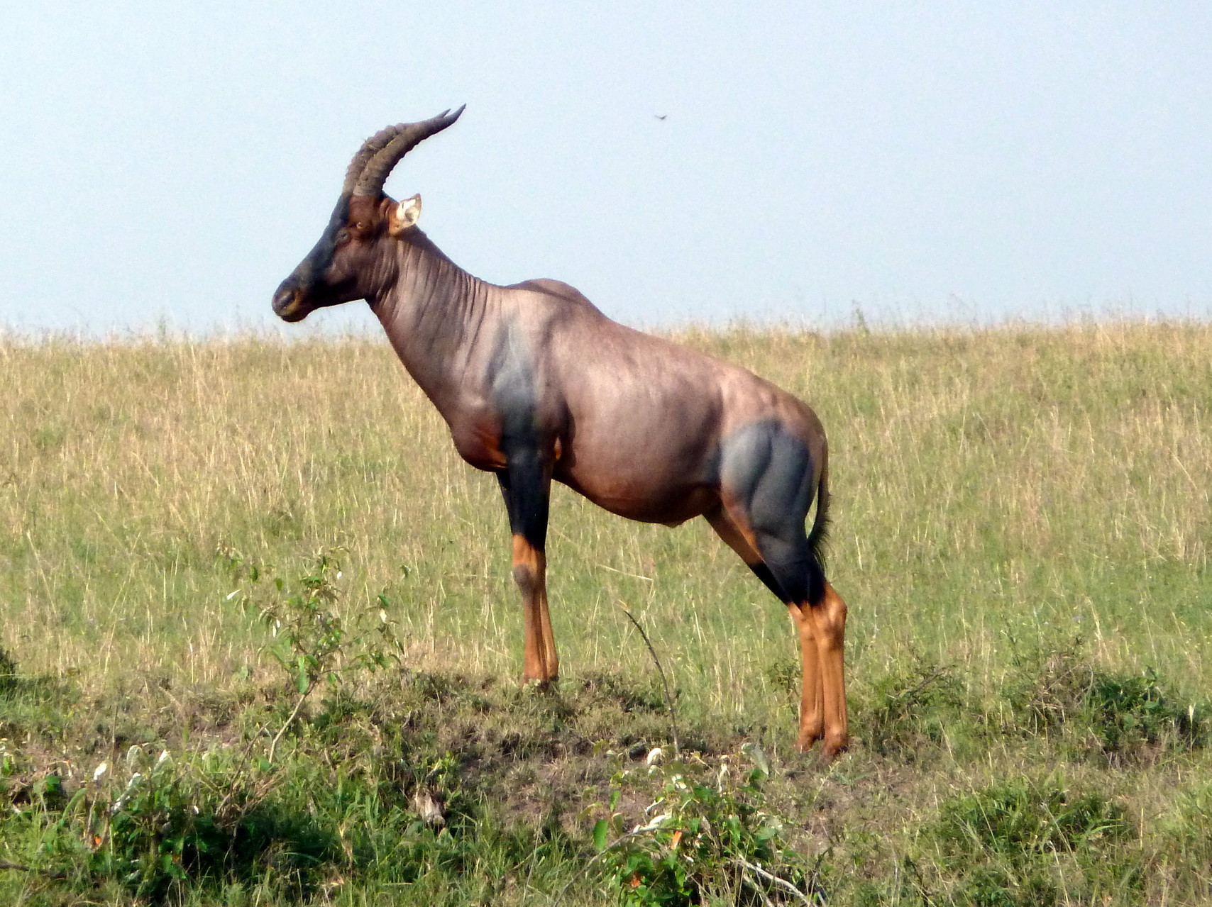 Topi