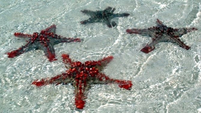 Sea Stars