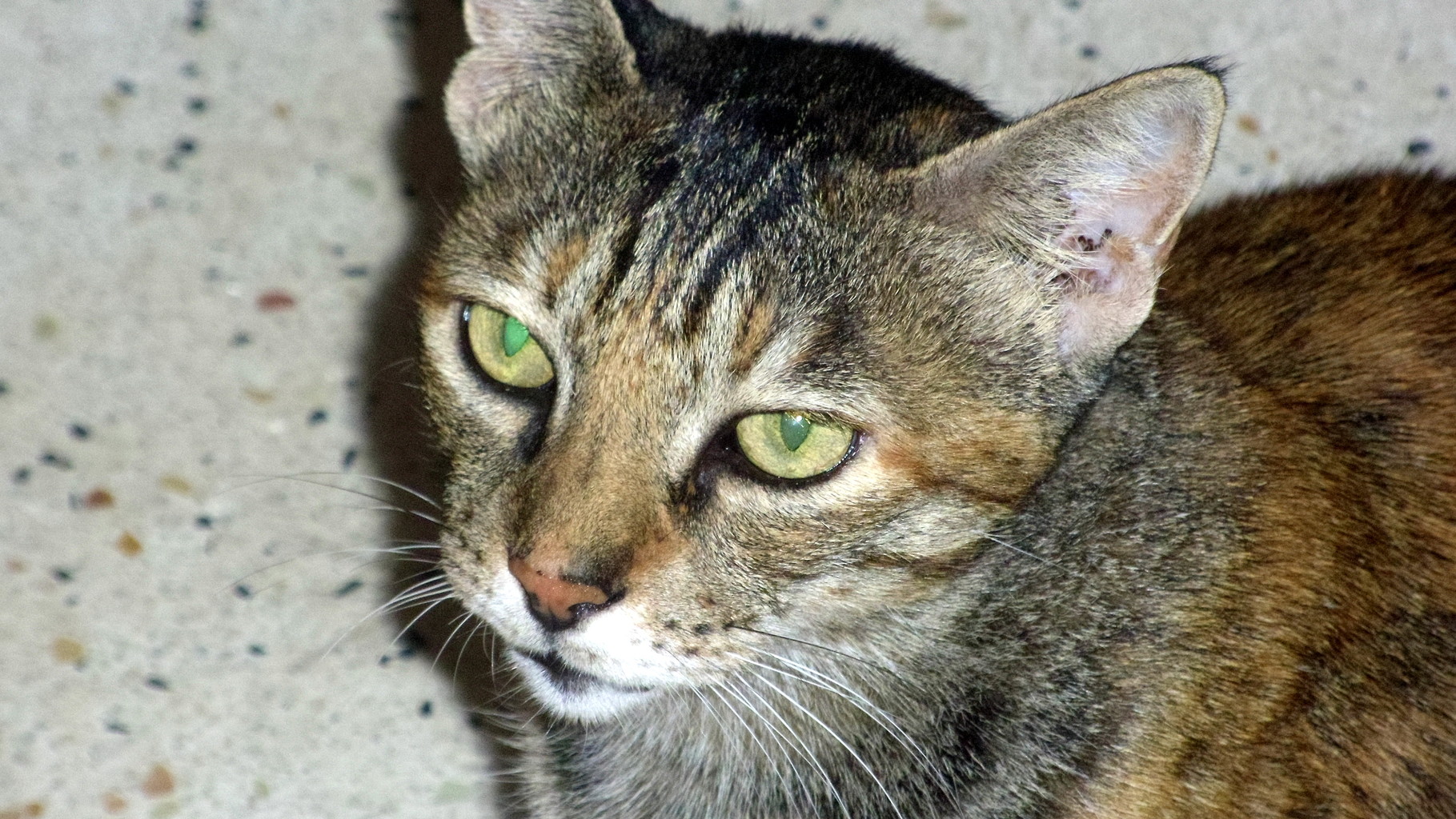 Sokoke Cat