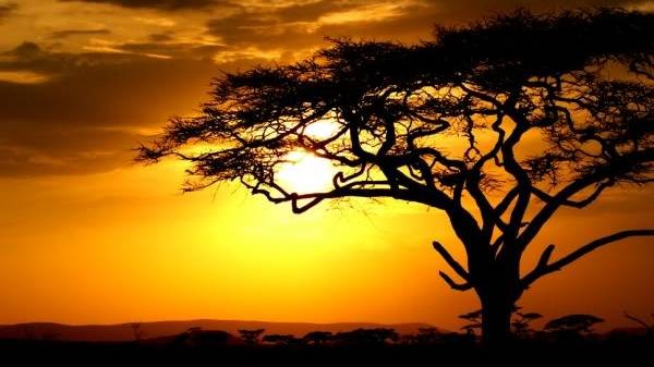 Sunset in the african savannah
