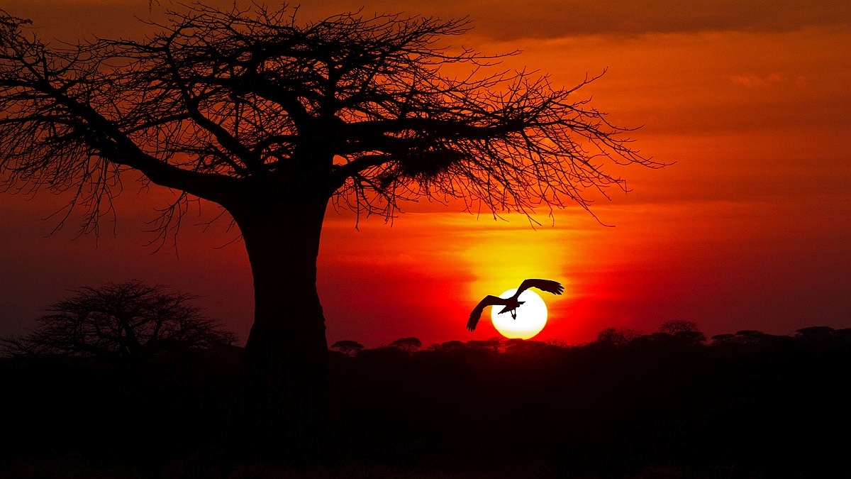 Sunset in the african savannah