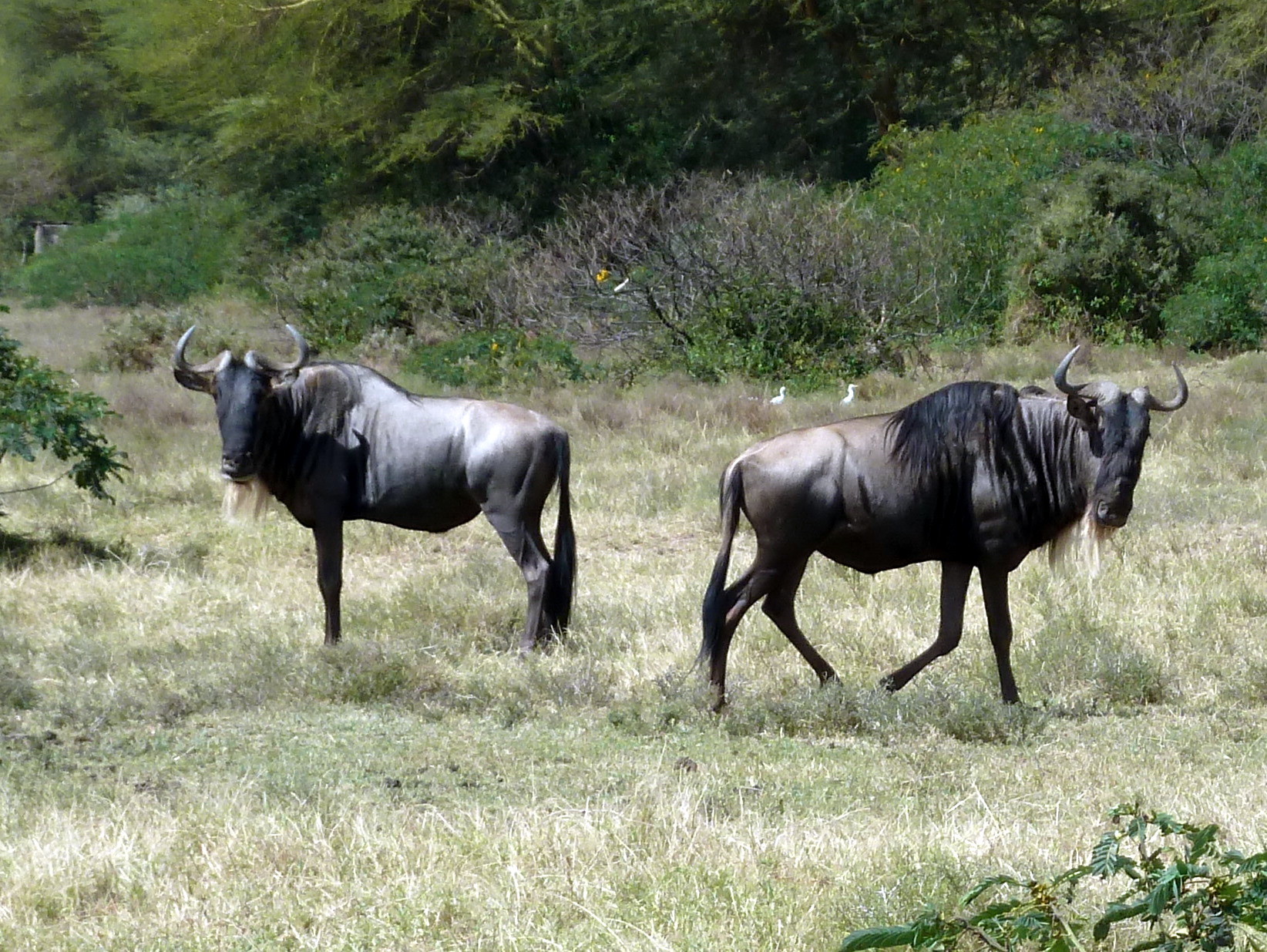 Gnu
