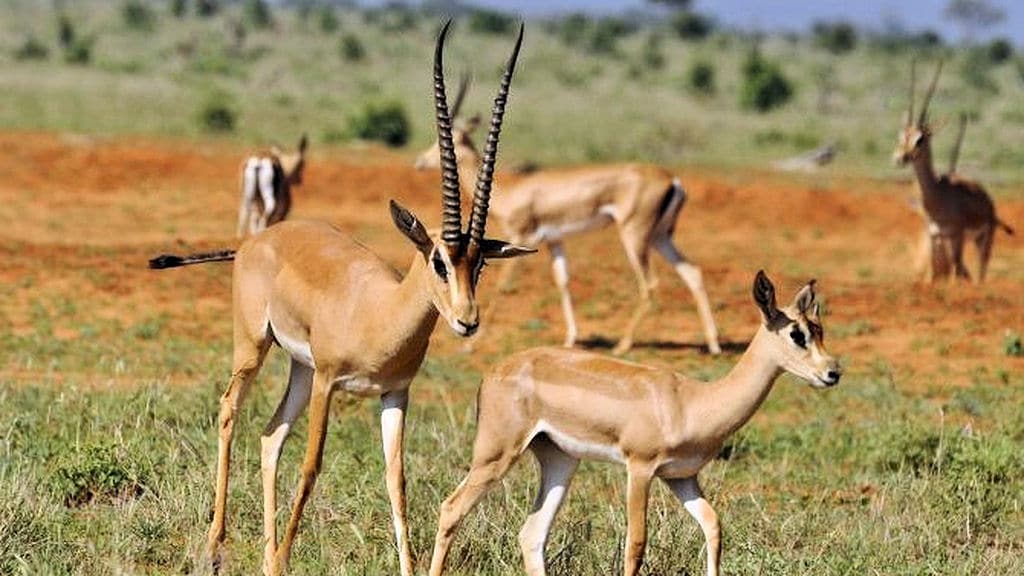 Gazelles