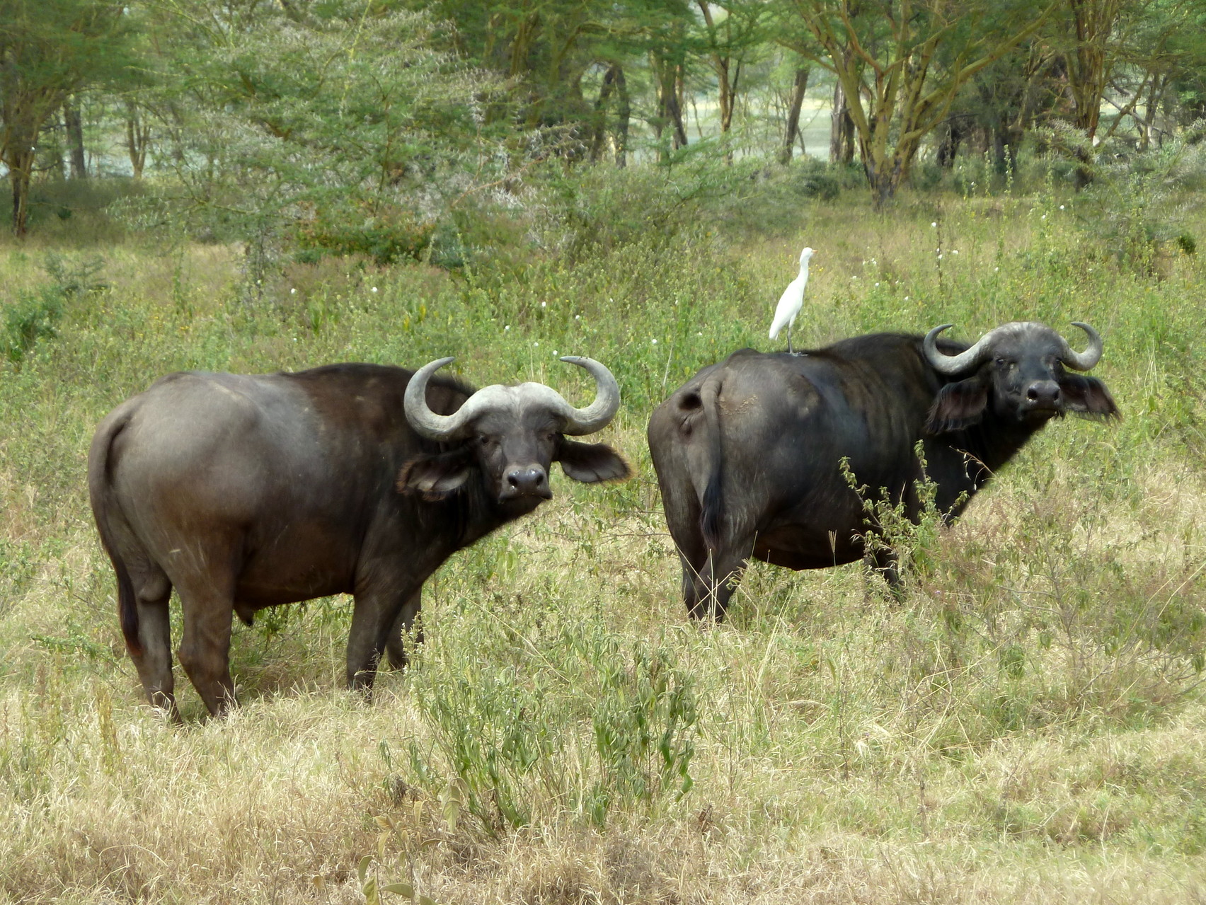 Bufalo africano