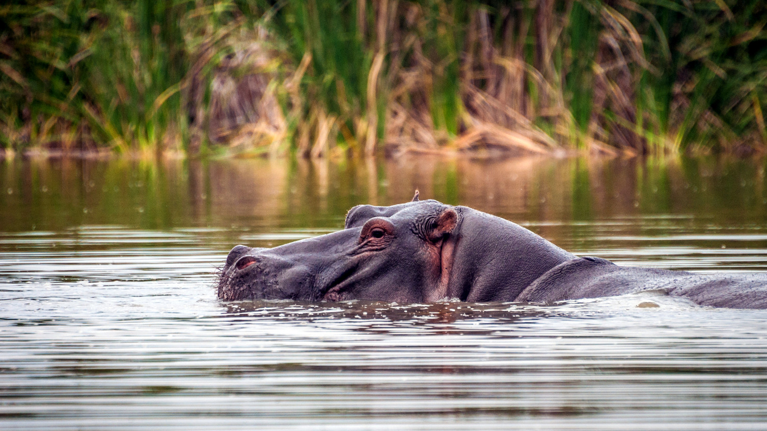 Lago Jipe Kenya