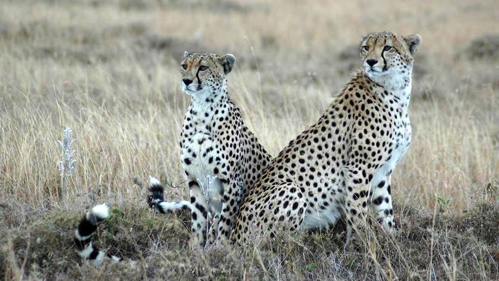 Cheetahs