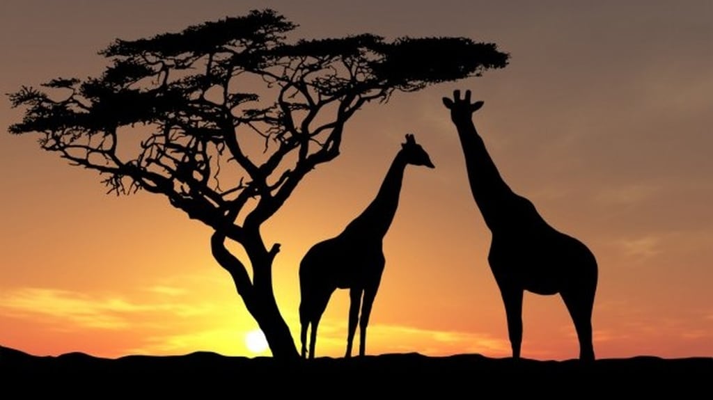 Sunset in the african savannah