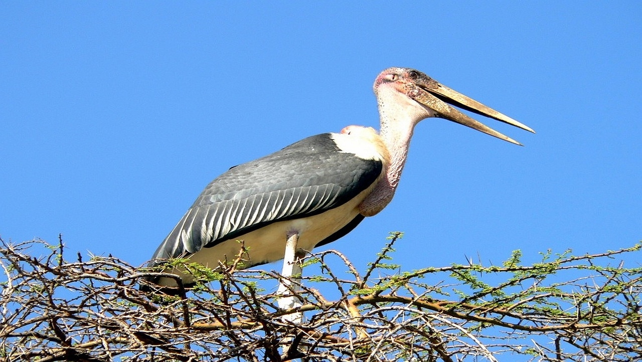 Marabou Stork