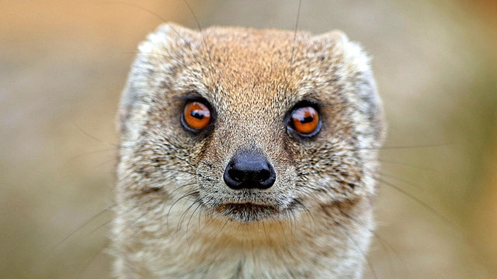 Mongoose