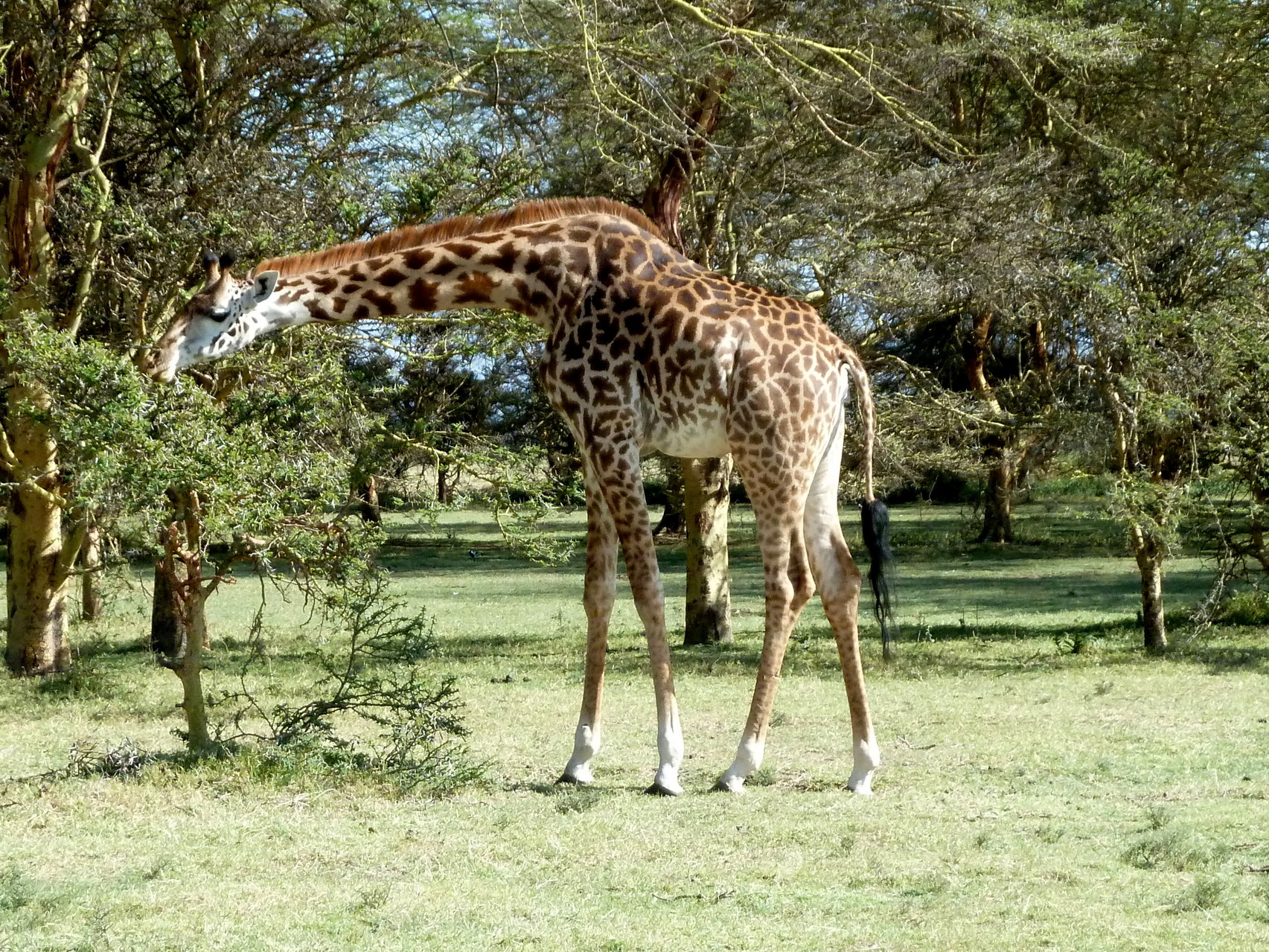 Giraffa