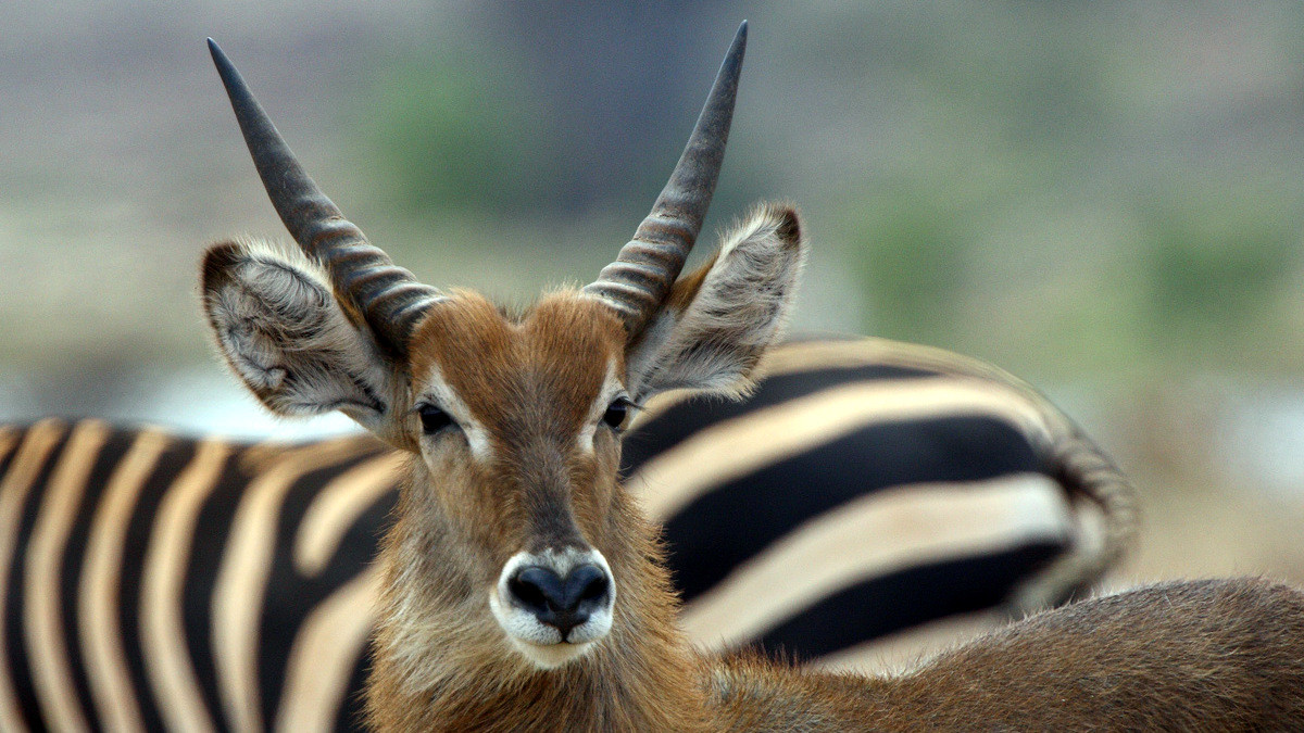 Waterbuck