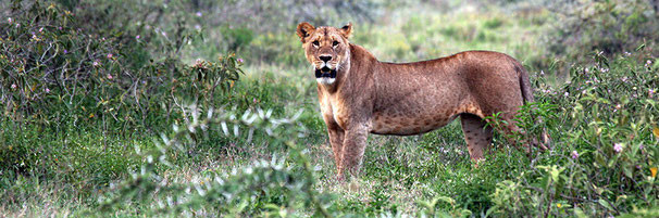 Lioness on alert