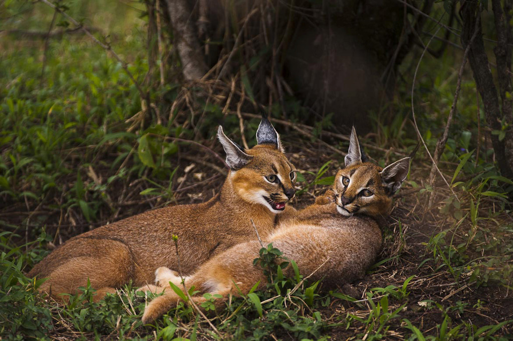 Caracals