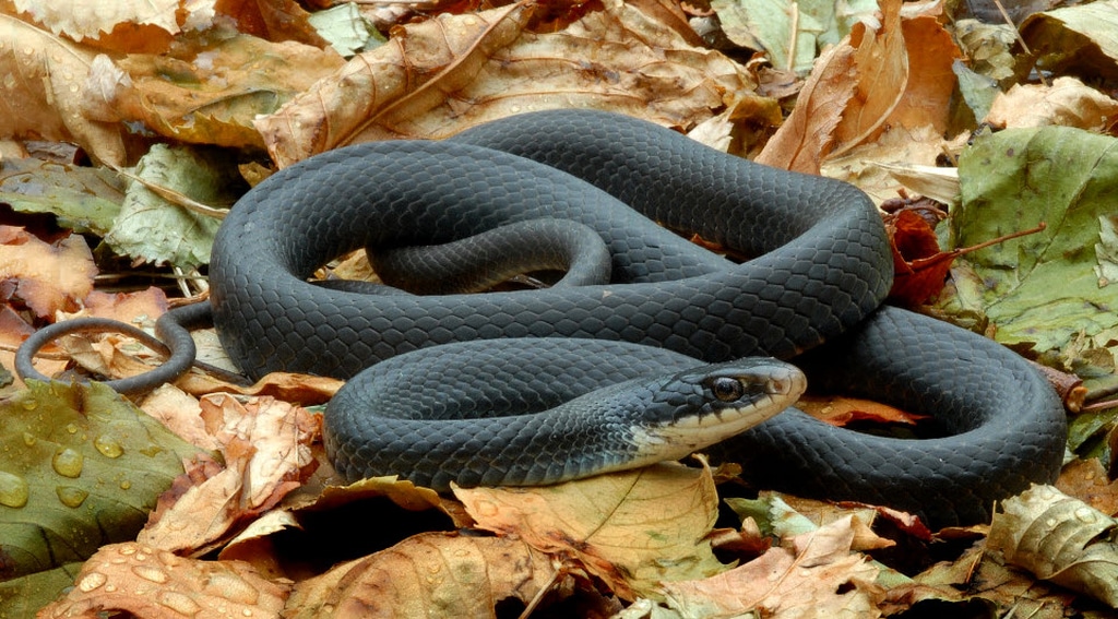 Black Mamba