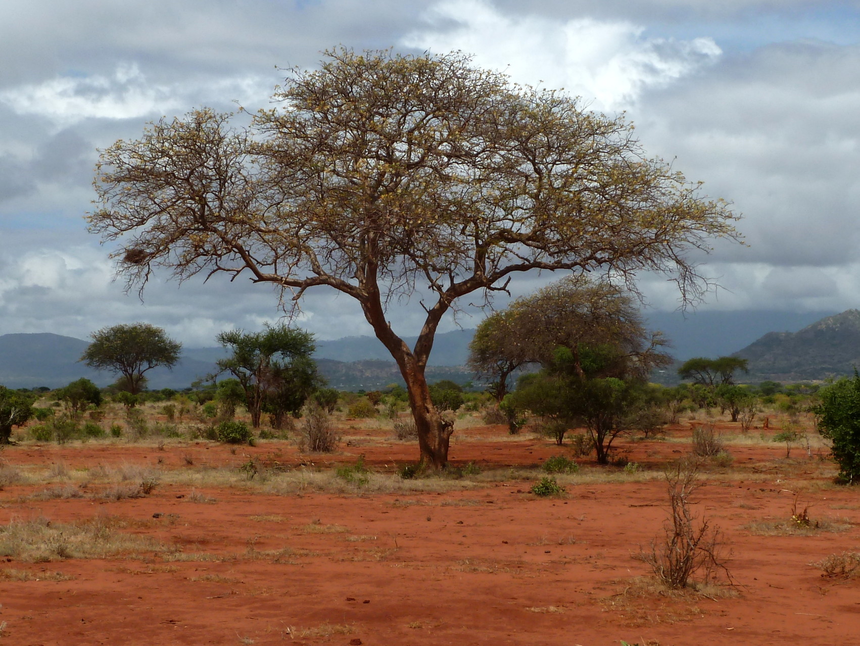 Savana africana
