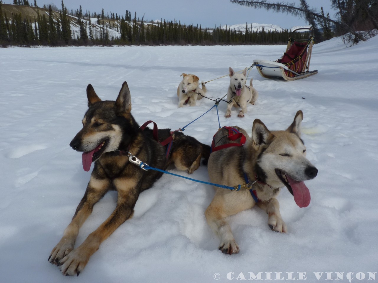 Petite pause pour reprendre son souffle, mais les chiens réclament vite pour reprendre la route. Courir est leur passe-temps favori.