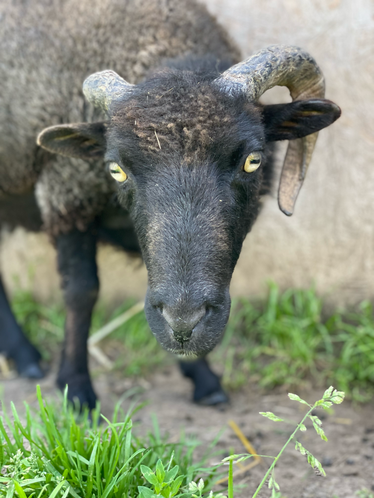 Ich bin Black Schigo