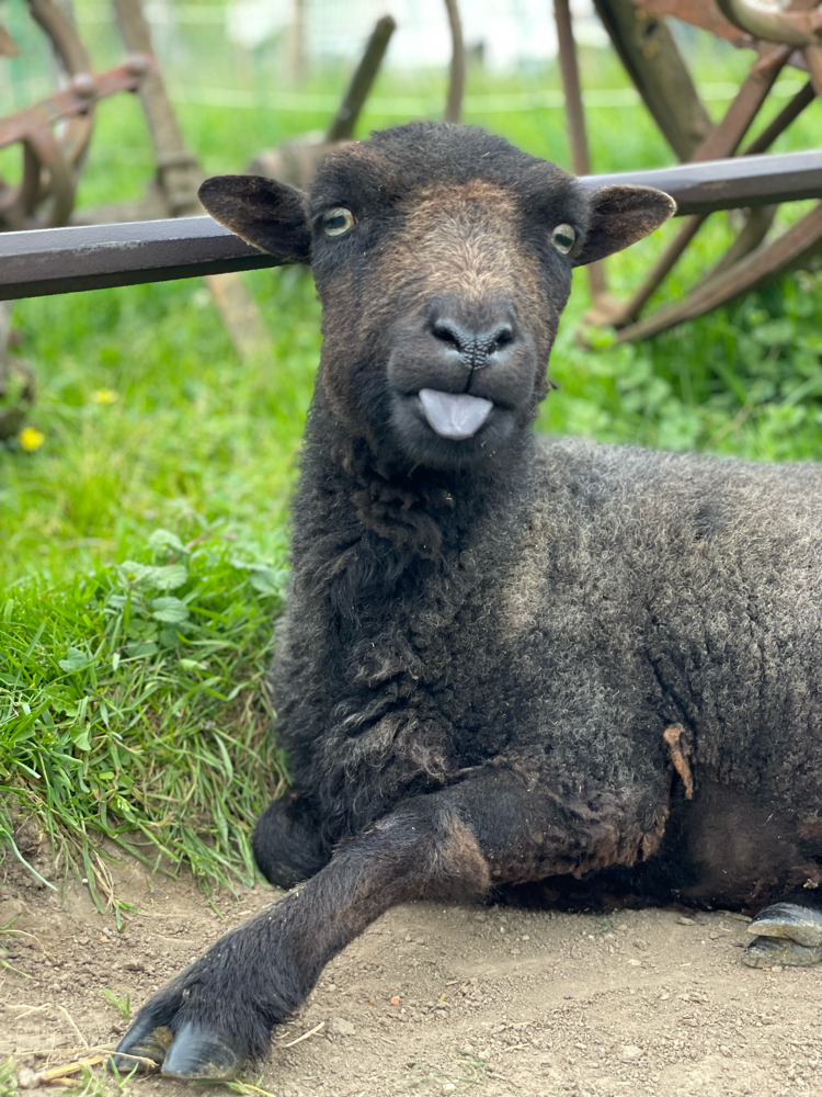 Ich bin Lötteli
